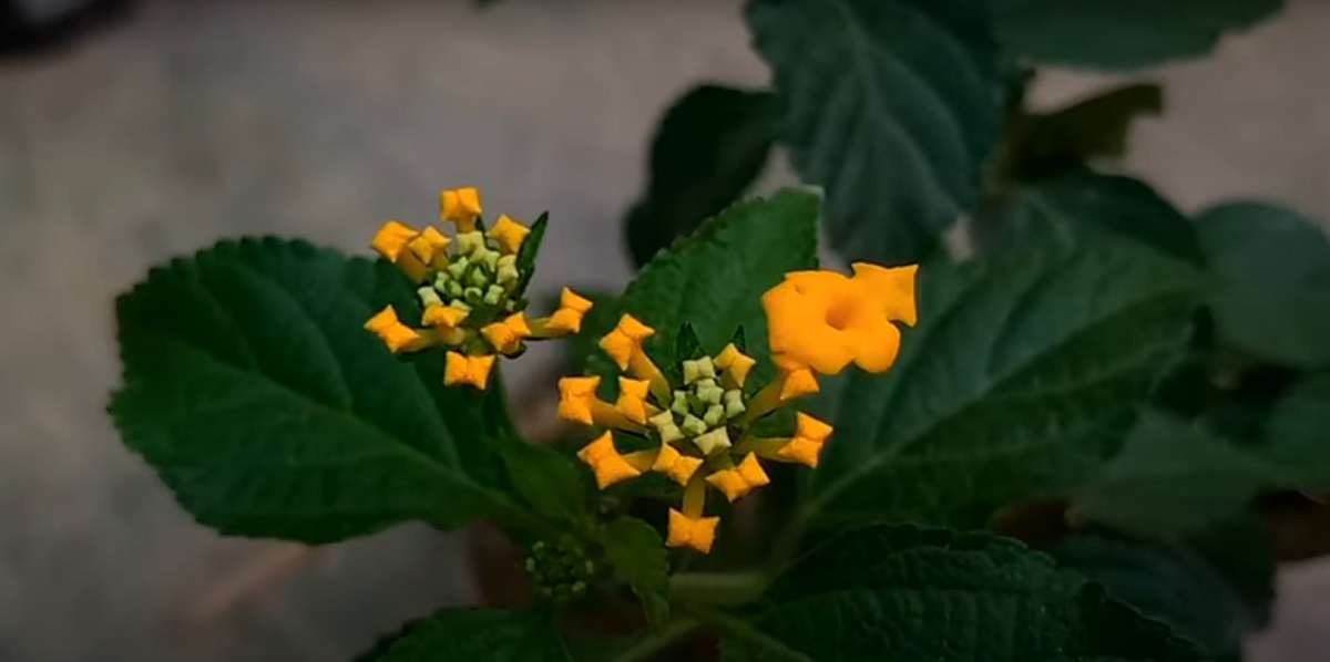Lantana can be grown outdoors in mild climates.