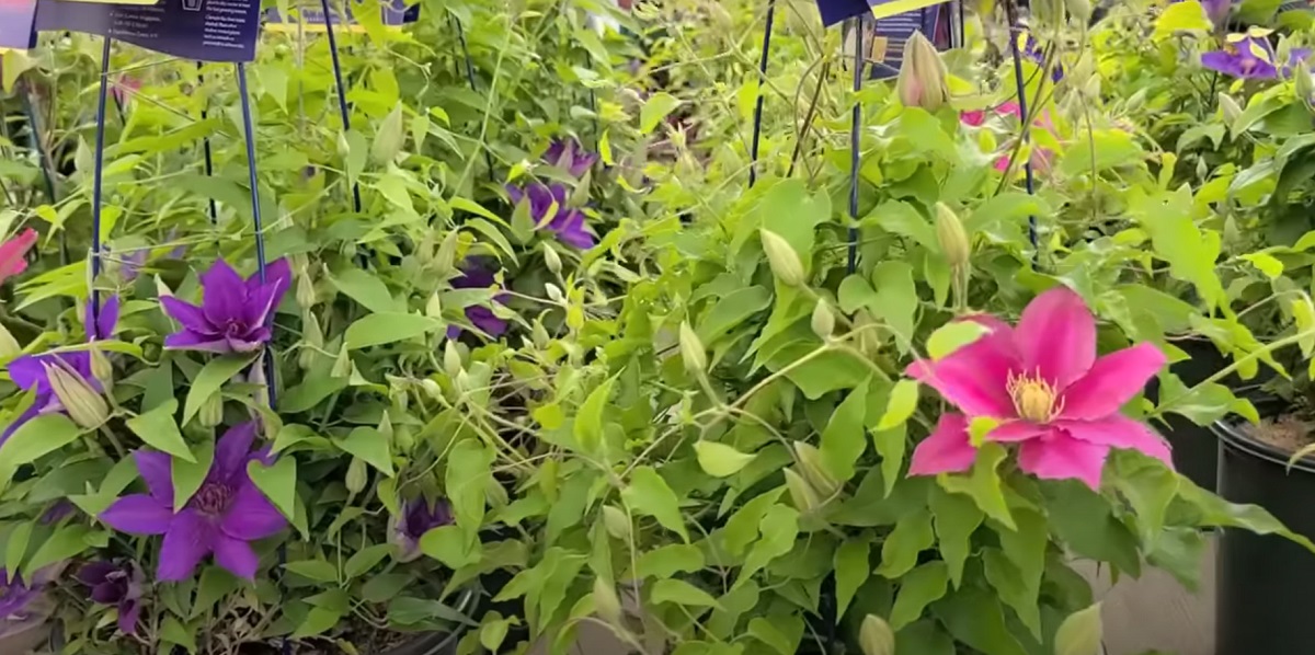 The clematis is Greek and means screw