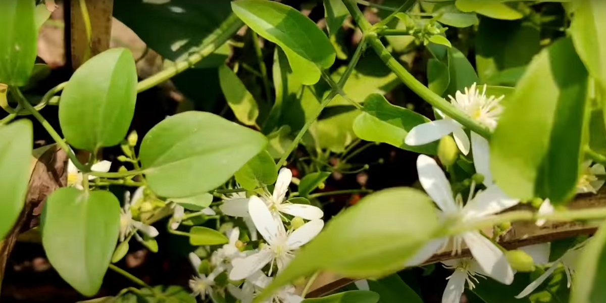 The fast-growing Abelia