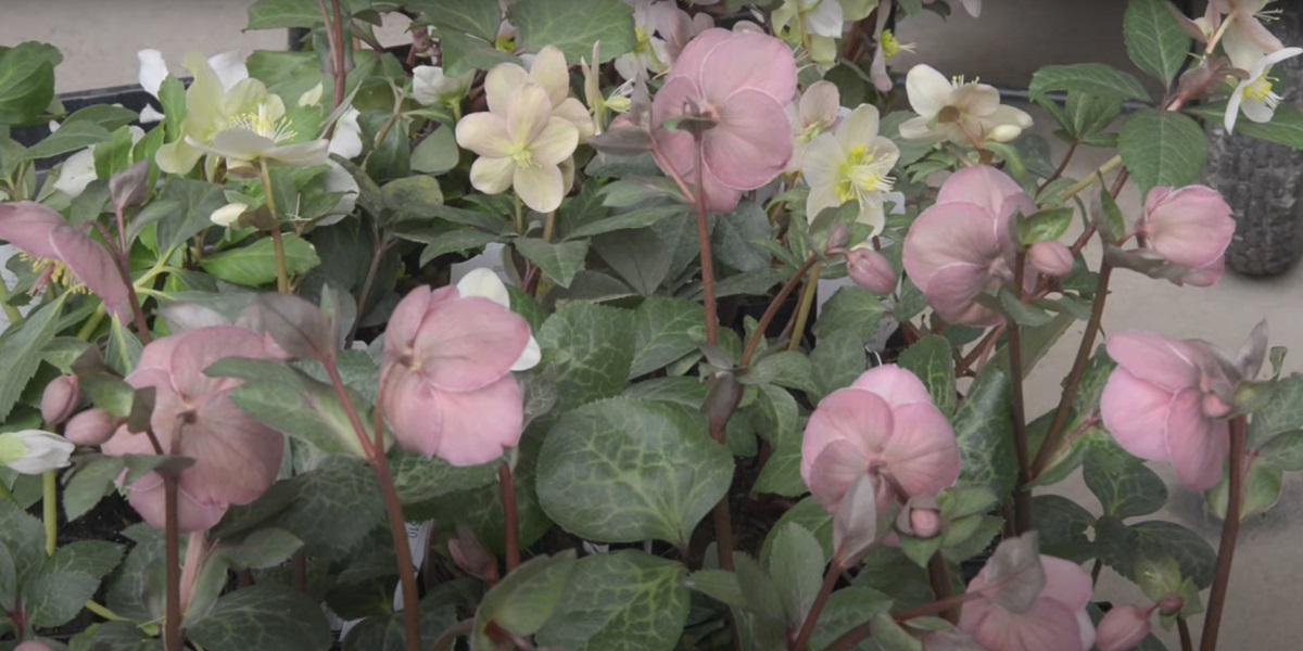 hellebore is mentioned as one of the most frequently