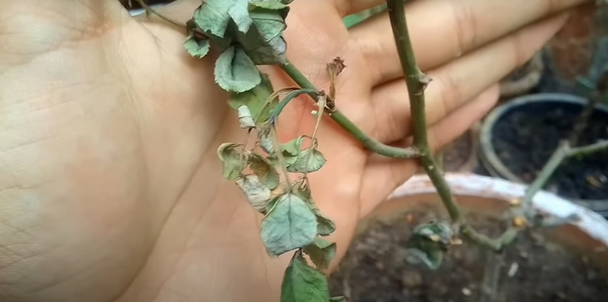 rose leaf drop