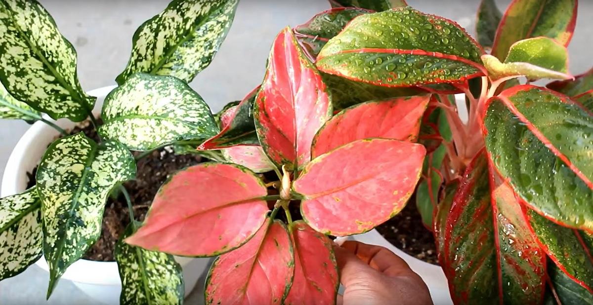 How to store Aglaonema in the winter?