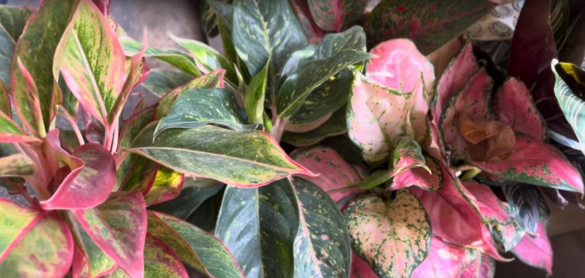 What kind of plant is Aglaonema?